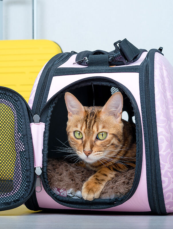 cat in travel carrier
